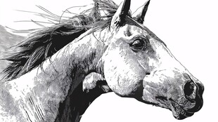 奔腾骏马头部特写