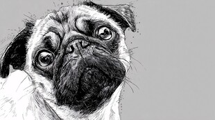 可爱巴哥犬黑白手绘头像