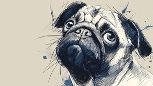 可爱巴哥犬的手绘肖像