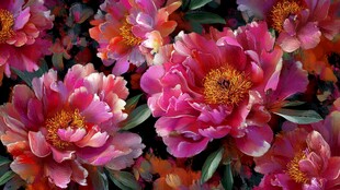 娇艳多彩牡丹花绽放