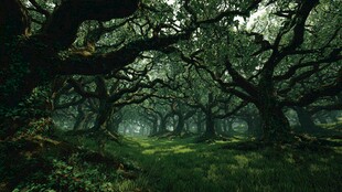 神秘古老森林中的奇幻景象