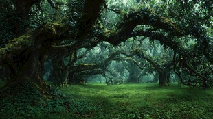 神秘梦幻的古老森林景象