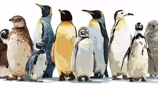 一群多彩企鹅的可爱集合