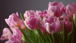 粉色郁金香绽放的美丽