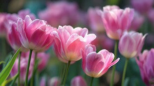 粉色郁金香绽放的美丽瞬间