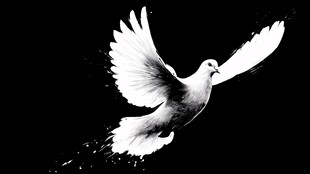 展翅白鸽 黑白艺术形象
