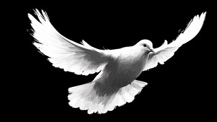 展翅白鸽 黑白艺术影像