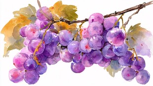 水彩绘紫葡萄与枝叶