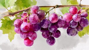 水彩绘成的紫葡萄串