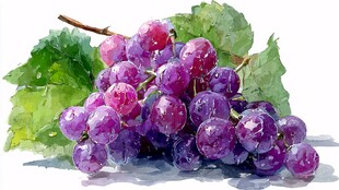水彩绘紫葡萄与绿叶