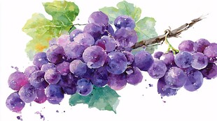水彩绘紫葡萄与绿叶