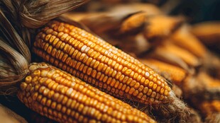 金黄饱满的新鲜玉米棒