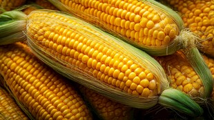 饱满鲜玉米 散发田园气息