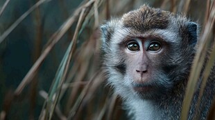 草丛中的猕猴特写