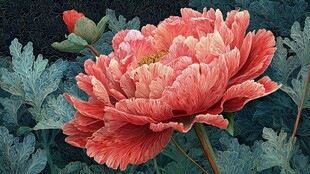 娇艳盛开的粉色牡丹花