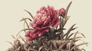 娇艳绽放的粉红牡丹花