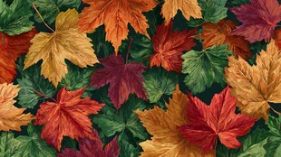 多彩枫叶构成的秋日图景