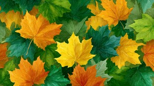 多彩枫叶绘就秋日美景