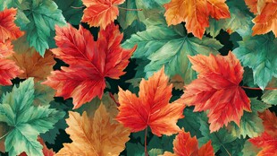 多彩枫叶绘就秋日美景