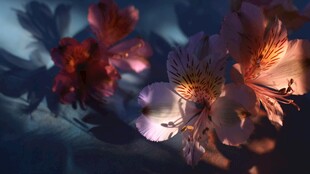 梦幻光影下的娇艳花卉