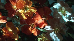 多彩花卉绽放美丽瞬间