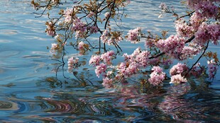 水边绽放的粉嫩花枝