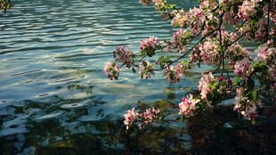 湖畔繁花绽放美景