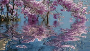 梦幻樱花树倒映于水面