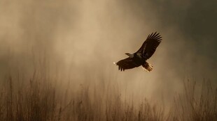 雾中雄鹰展翅翱翔