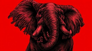 红色背景下的威严大象