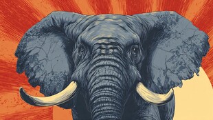 大象特写 力量与威严之美