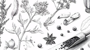 手绘香料与草本植物图