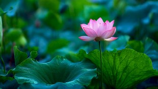 粉色荷花绽放于绿叶间