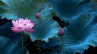 粉荷傲立 绿叶相衬