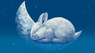 月夜下酣睡的可爱小兔