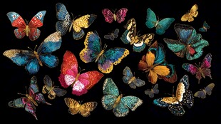 多彩蝴蝶汇聚黑色背景