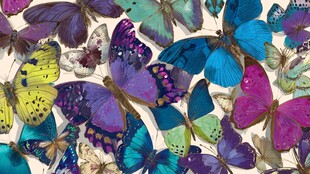 多彩蝴蝶群集美丽画面