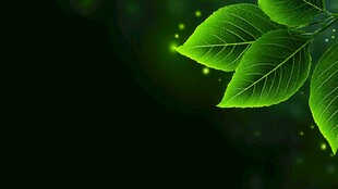 翠绿叶片微光闪烁背景图