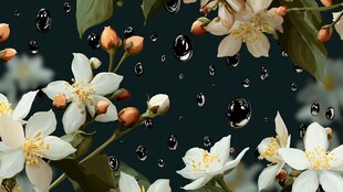 雨中绽放的洁白茉莉花