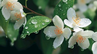 带露白花朵的清新自然景致