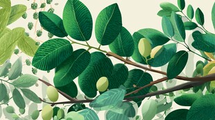 翠绿枝叶与果实的清新画面