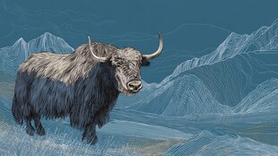 高原牦牛屹立壮美山川间