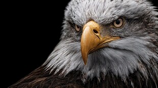 威严白头鹰特写