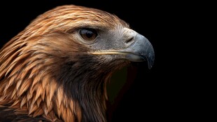 金雕特写 锐利目光与威严喙部