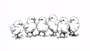 一排雏鸡黑白插画