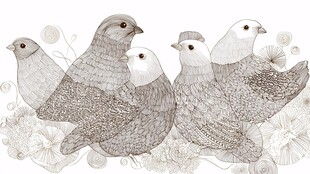 一群鸽子的精致插画