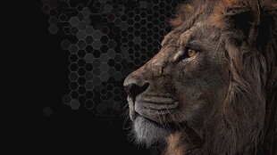 雄狮侧影 尽显王者风范