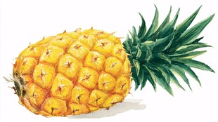 水彩绘金黄饱满新鲜菠萝