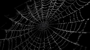 晶莹露珠装点的精致蛛网