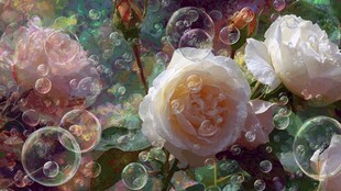 梦幻泡泡中的娇艳白玫瑰